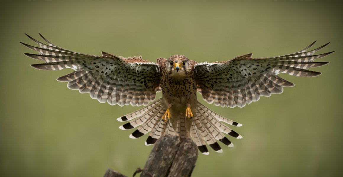 A bird of prey flying towards the camera with its wings outstretched