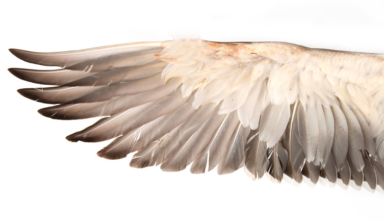 The wing of a bird on a white background
