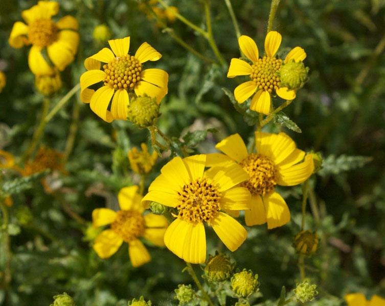 A handful of yellow sunflowers growing out of the ground.