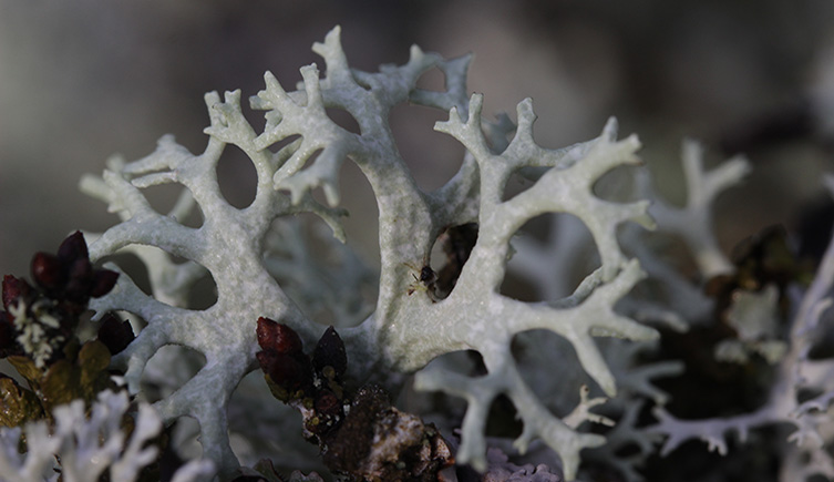 An oakmoss lichen growing upwards, looking like a tiny lung