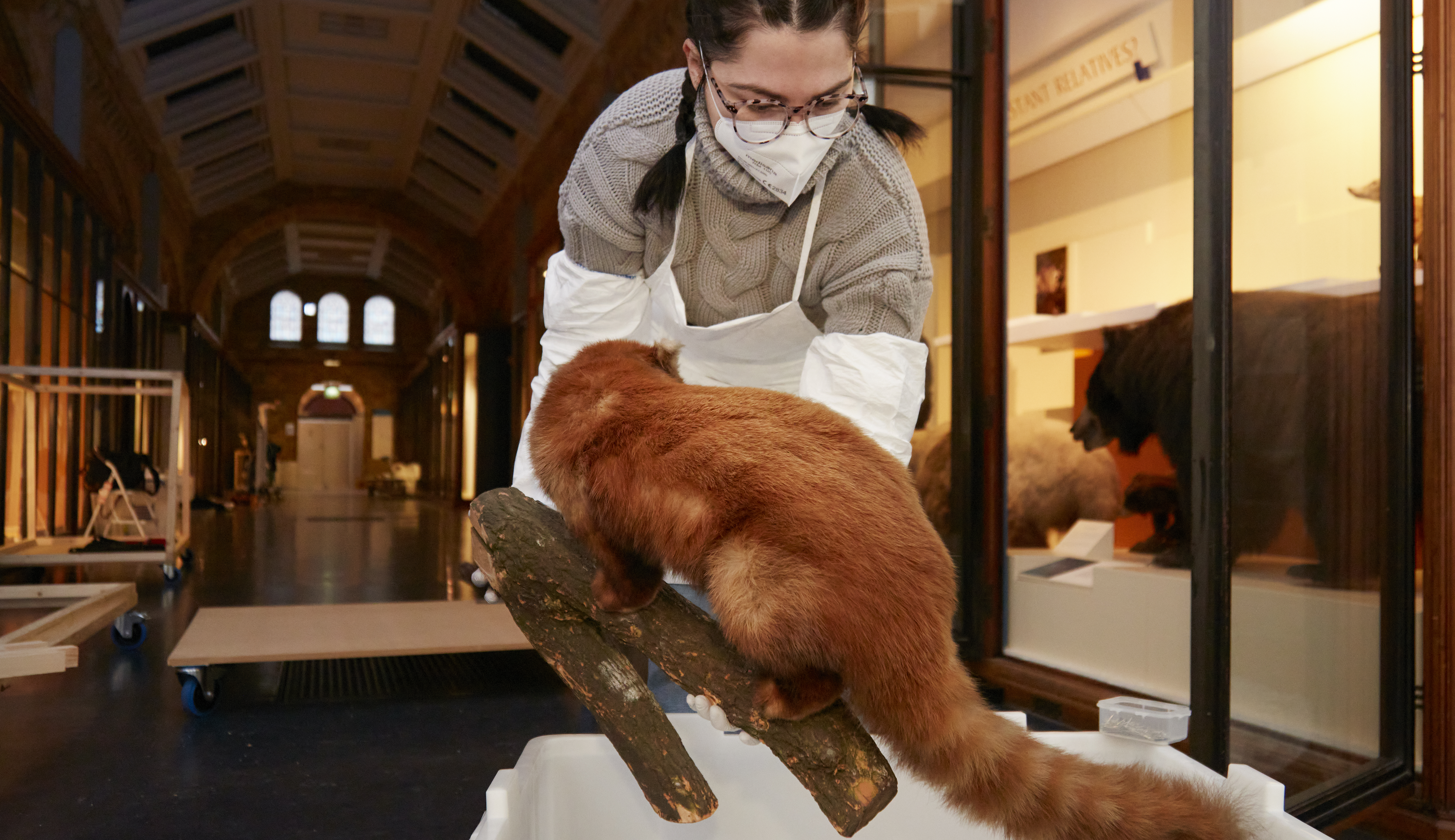 A conservator relocates a taxidermy specimen 