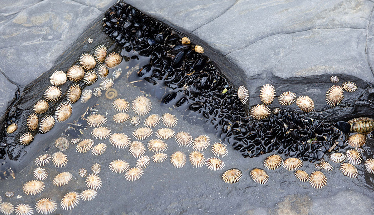 Limpets in a rock pool