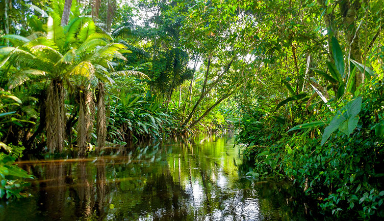 An area of Amazon rainforest with a river flowing through it in Yasuni, Ecuador
