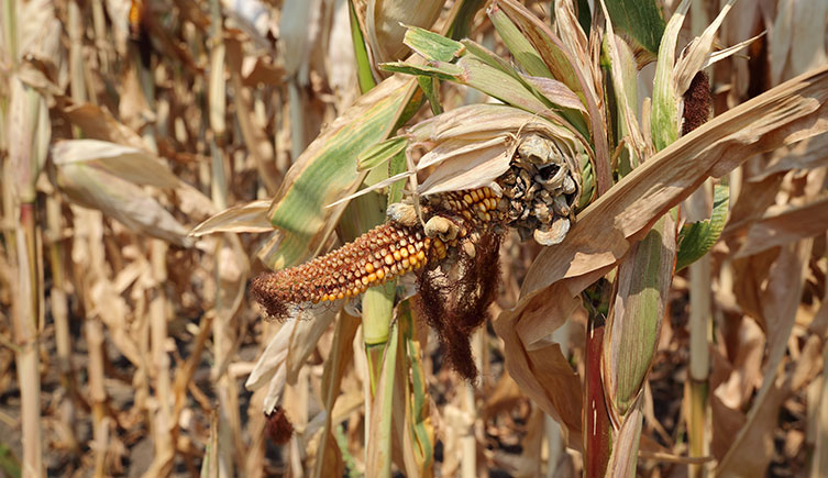 Damaged corn plant in a field