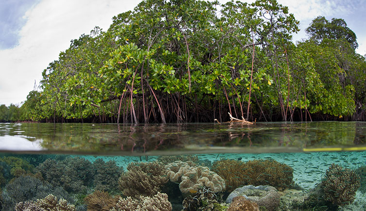 Mangrove forest and, under the water, a coral reef