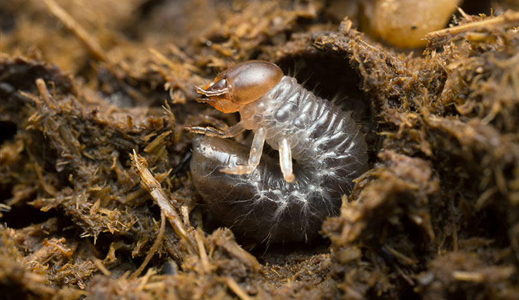 A dung beetle larva in a cow pat