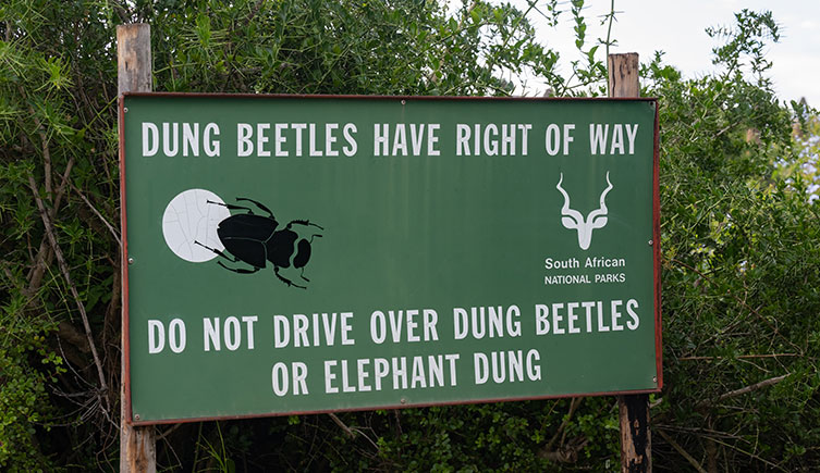 A sign in Addo Elephant National Park. It says, 'Dung beetles have right of way. Do not drive over dung beetles or elephant dung.'