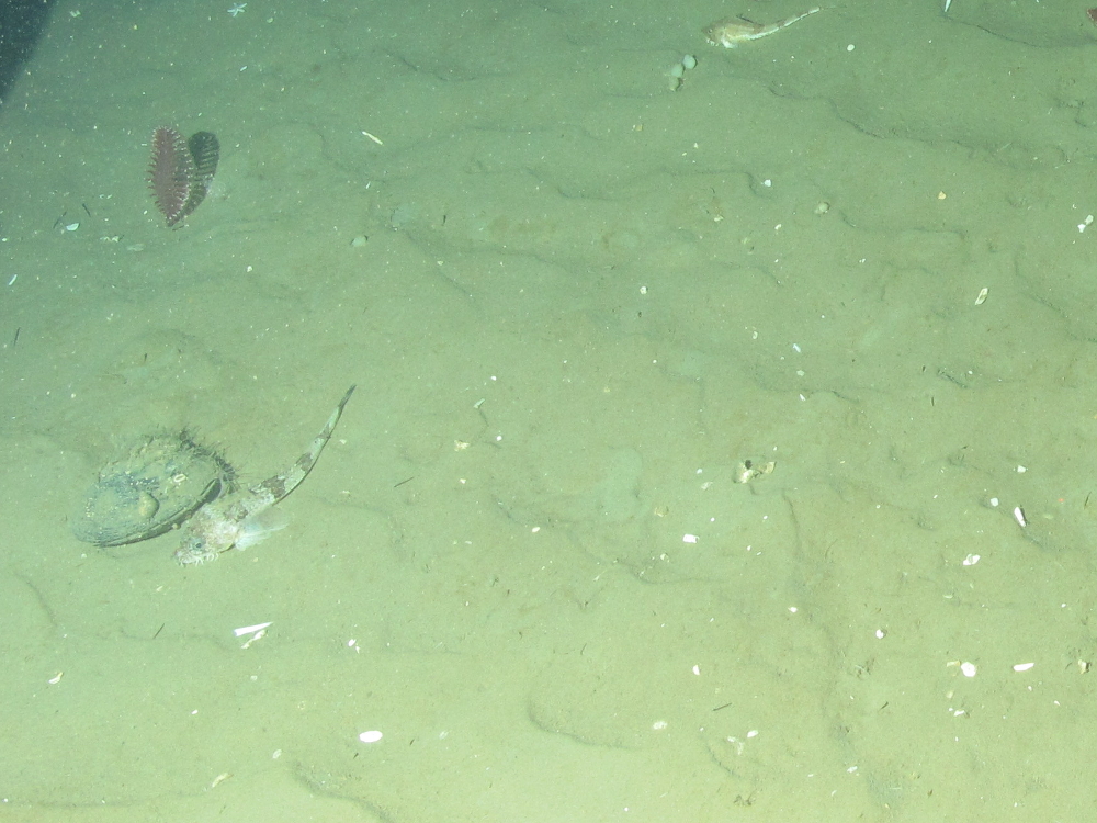 5. Close-up of the seabed showing Ocean quahog (Arctica islandica), phosporescent sea-pen (Pennatula phosphorea) and gurnard (Triglidae) on offshore subtidal sands and gravels. Image provided by JNCC/Marine Scotland Science.