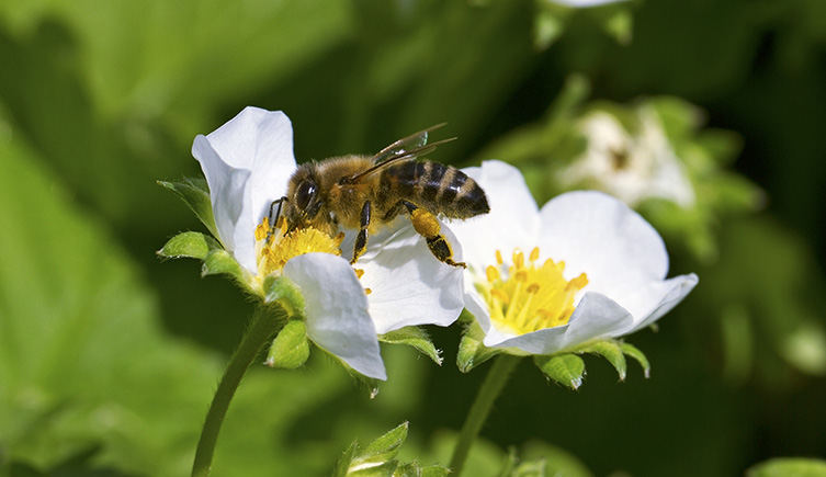 Bee pollinating a strawberry plant