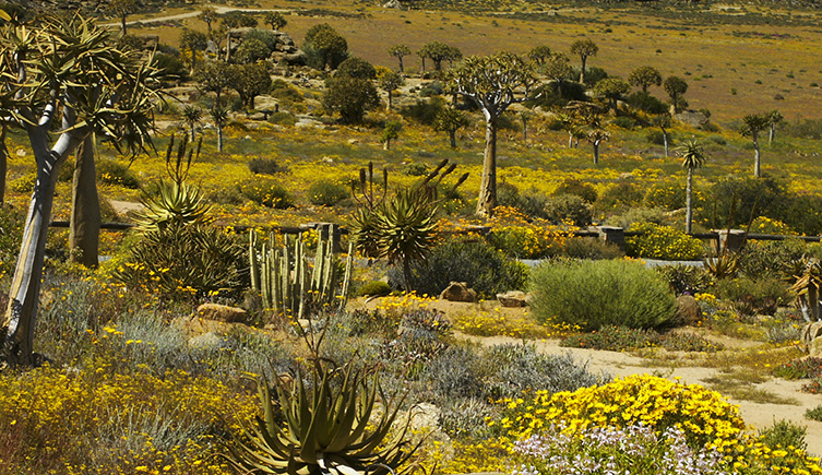 Succulent plants in the Goegap Nature Reserve in South Africa