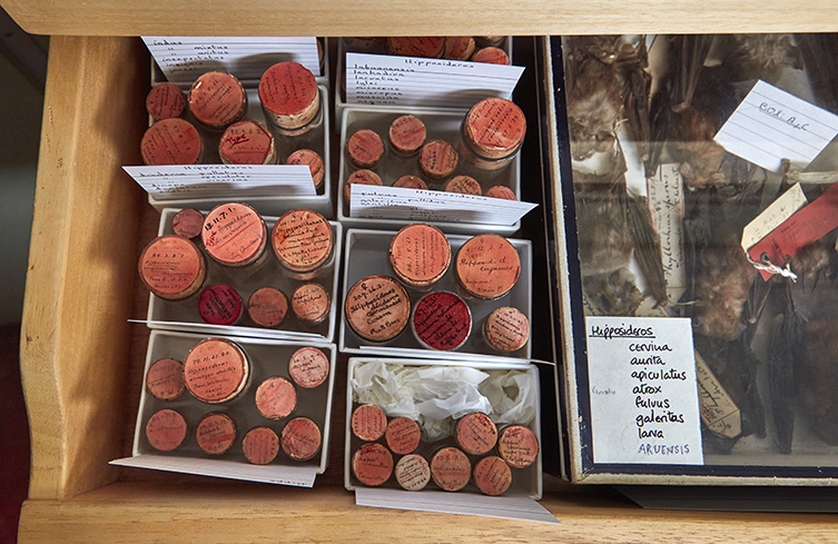 A draw full of samples in small, red-topped jars, and a box of taxidermy bats