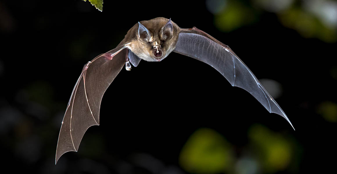 A horseshoe bat flying through the air at night.