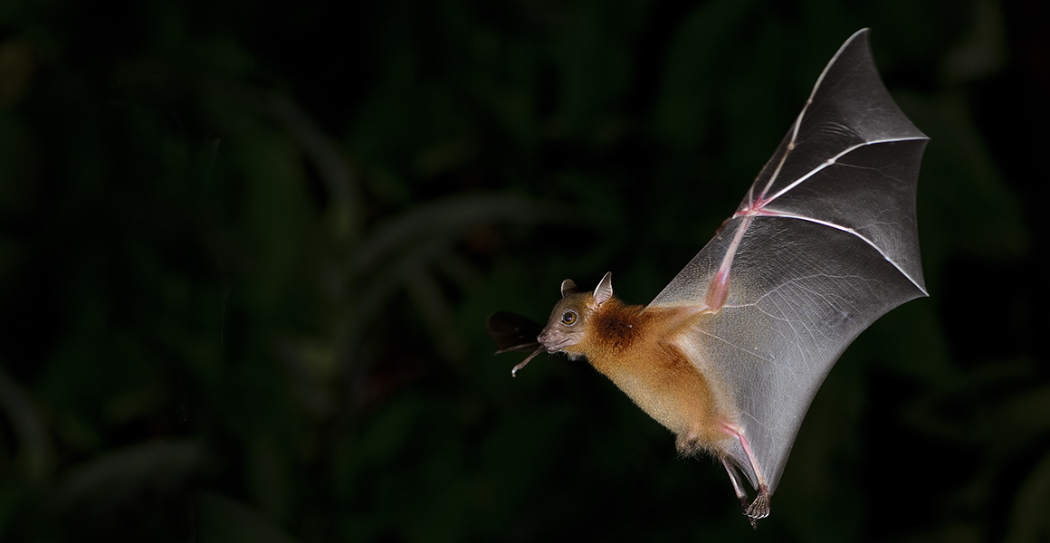 A bat flies through the air at night