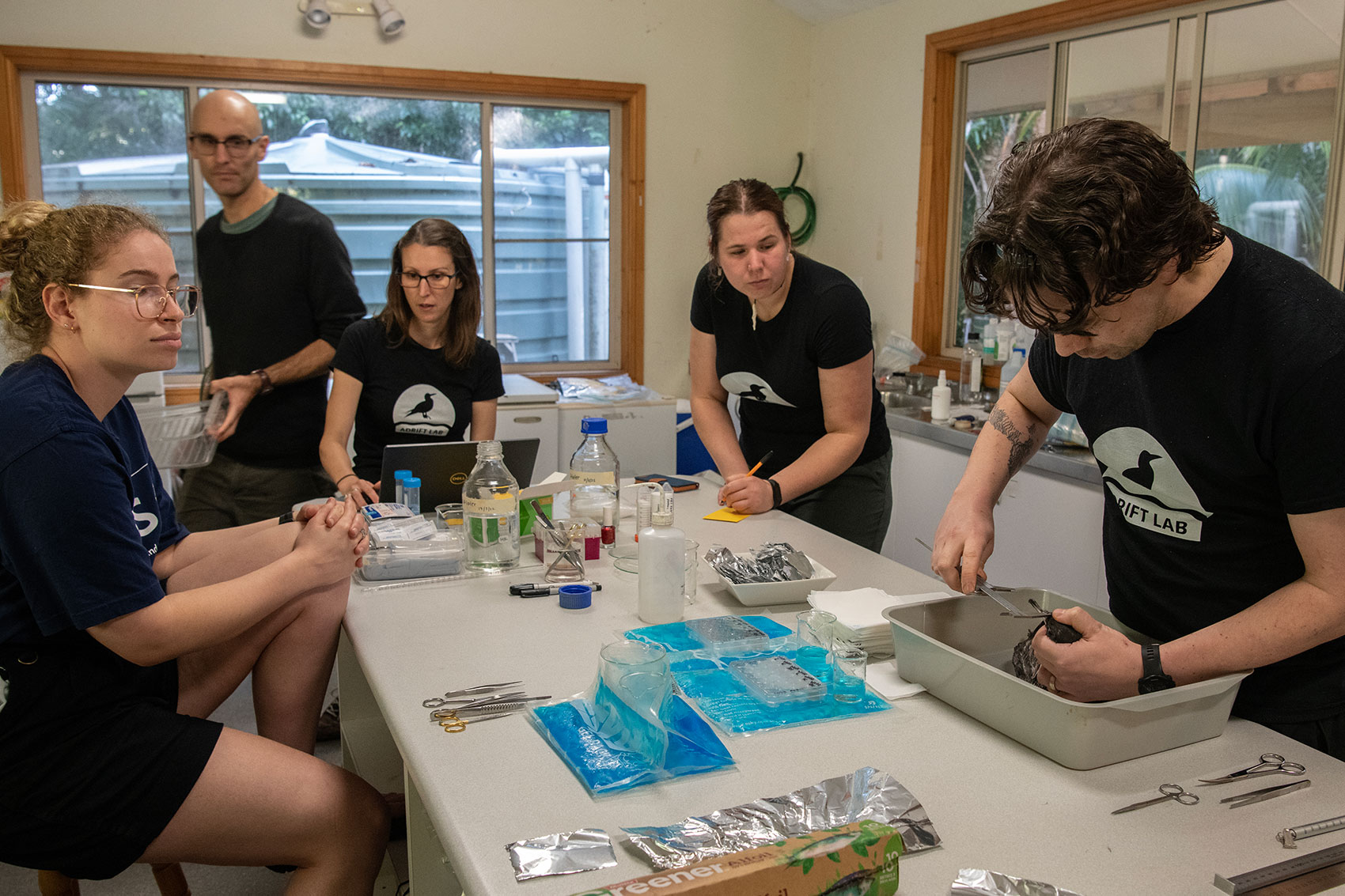 A scientists measures a shearwater beak