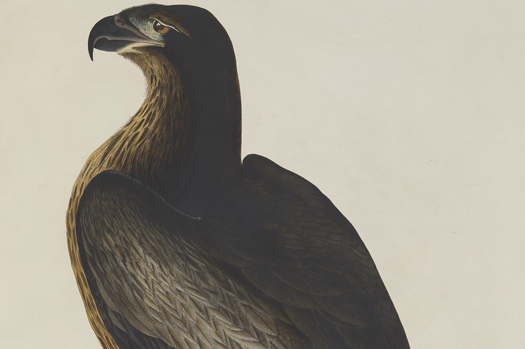 Bird of Washington