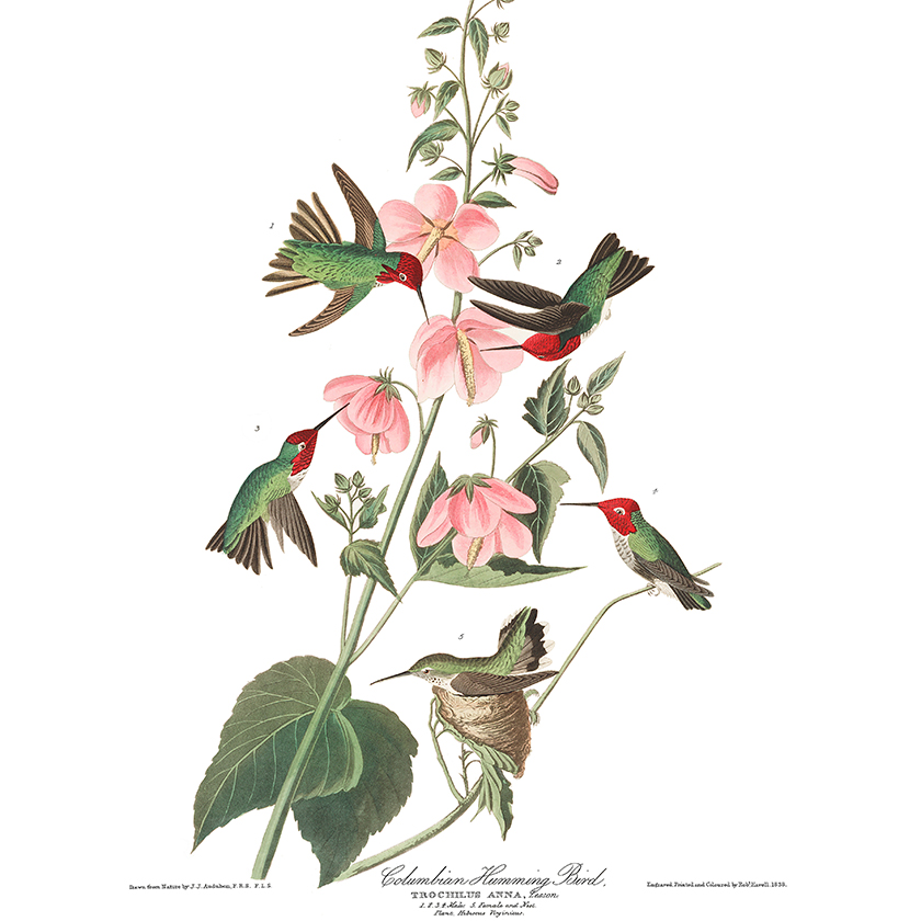 Plate 425 shows Columbian hummingbirds gathering nectar 