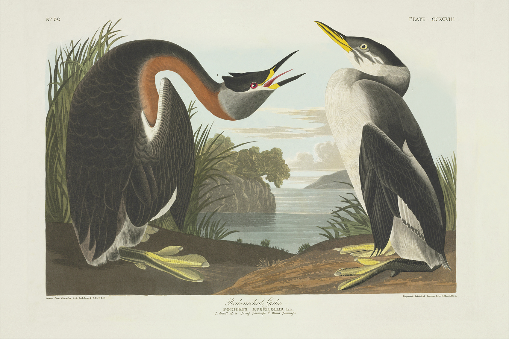 Red-necked grebe, Podiceps grisegena