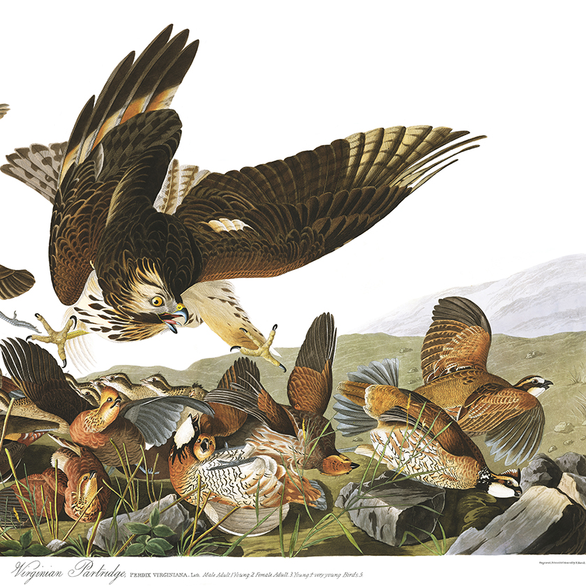 Plate 76 shows Virginia partridges under attack from an eagle
