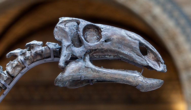 The skull cast of a Mantellisaurus dinosaur on display at the Museum