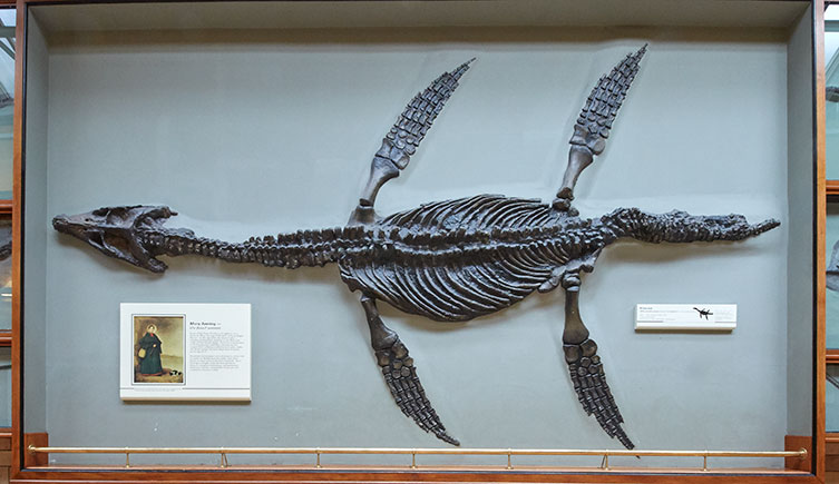 A cast of a Rhomaleosaurus skeleton on display