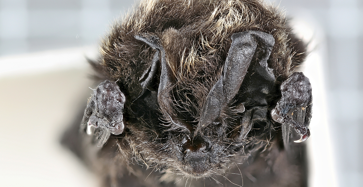 A composite close up photo of Joules the barbastelle bat