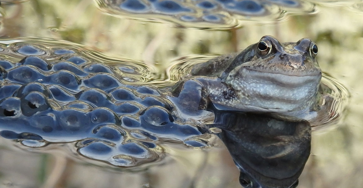 A common frog next to frogspawn in a pond