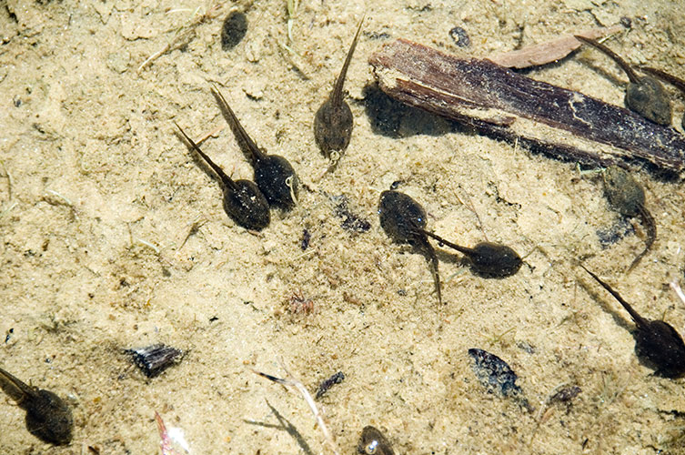 Tadpoles swimming in shallow water