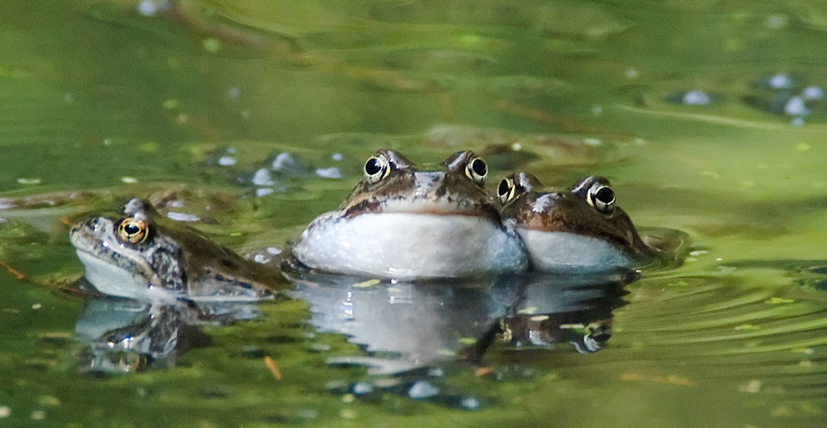 Three common frogs in a pond