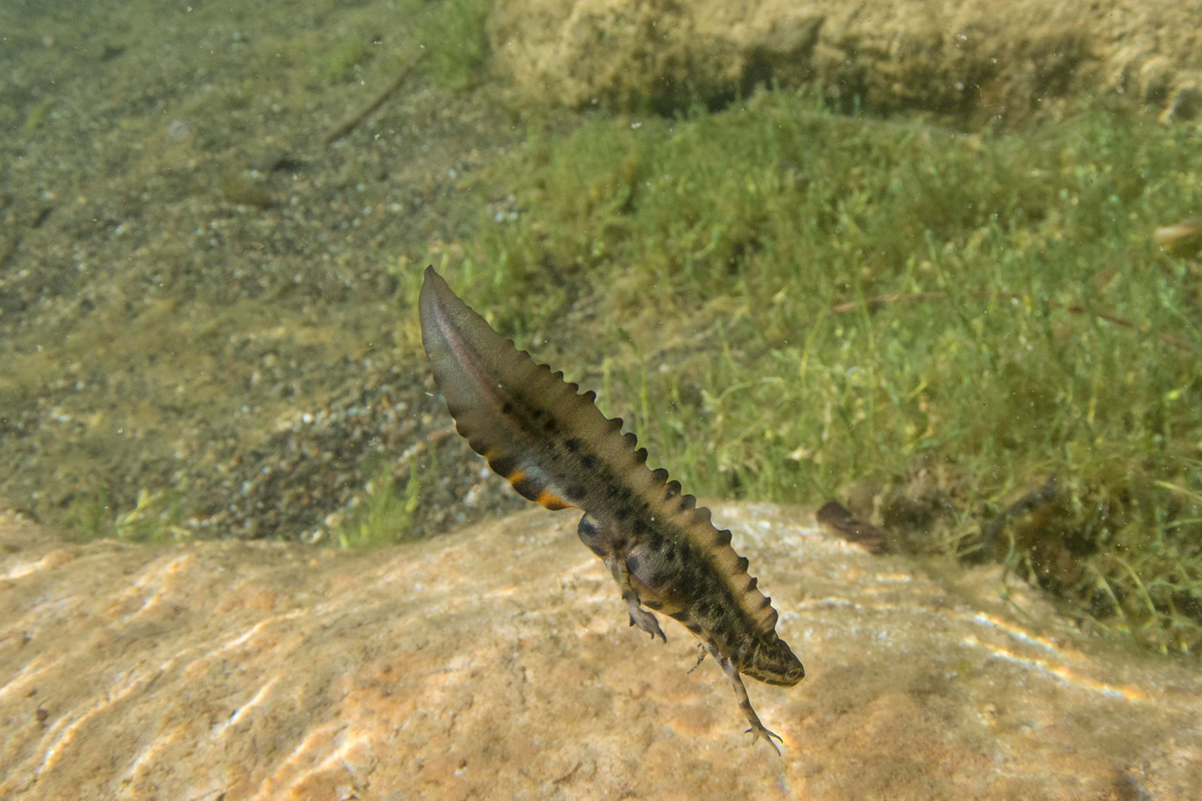 A smooth newt at the bottom of a pond