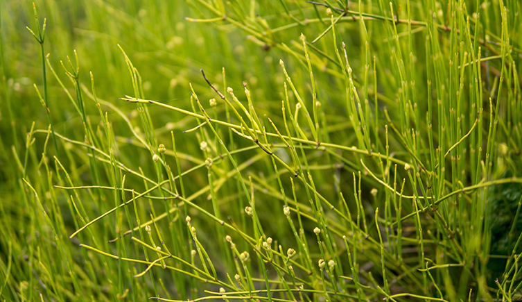 A green plant growing as needles in a clump