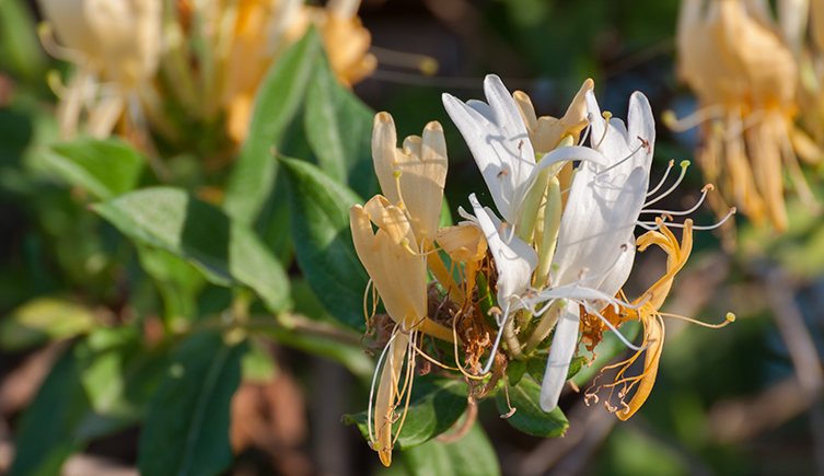 A honeysuckle flower