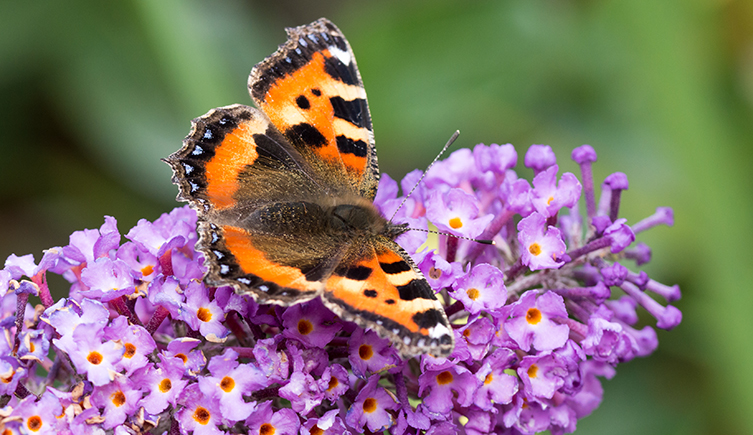 A tortoiseshell butterfly on purple flowers.