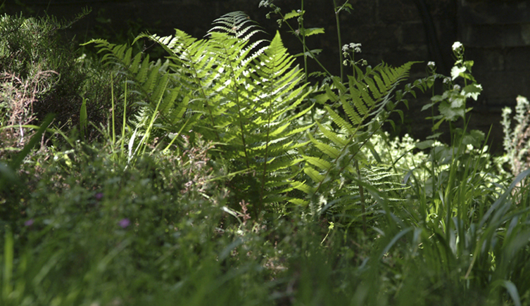 A shady patch of garden filled with a variety of green plants.