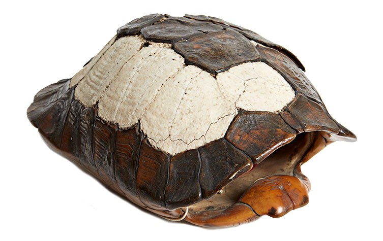 Tortoise shell