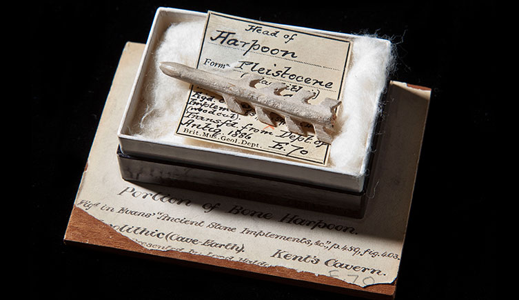 Prehistoric harpoon point with finely carved barbs displayed in a box with a label that says 'Head of Harpoon Pleistocene'