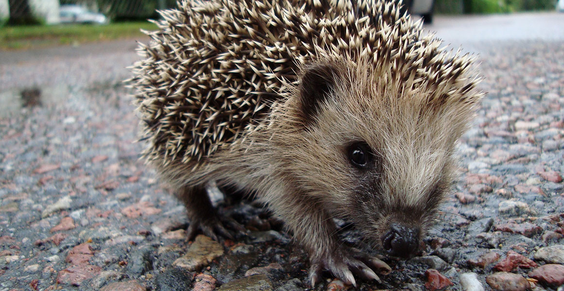 Hedgehog on a road, looking towards the camera. It has spines over its back that are dark brown with cream-coloured tips, a very light brown face and a dark nose, eyes and ears.