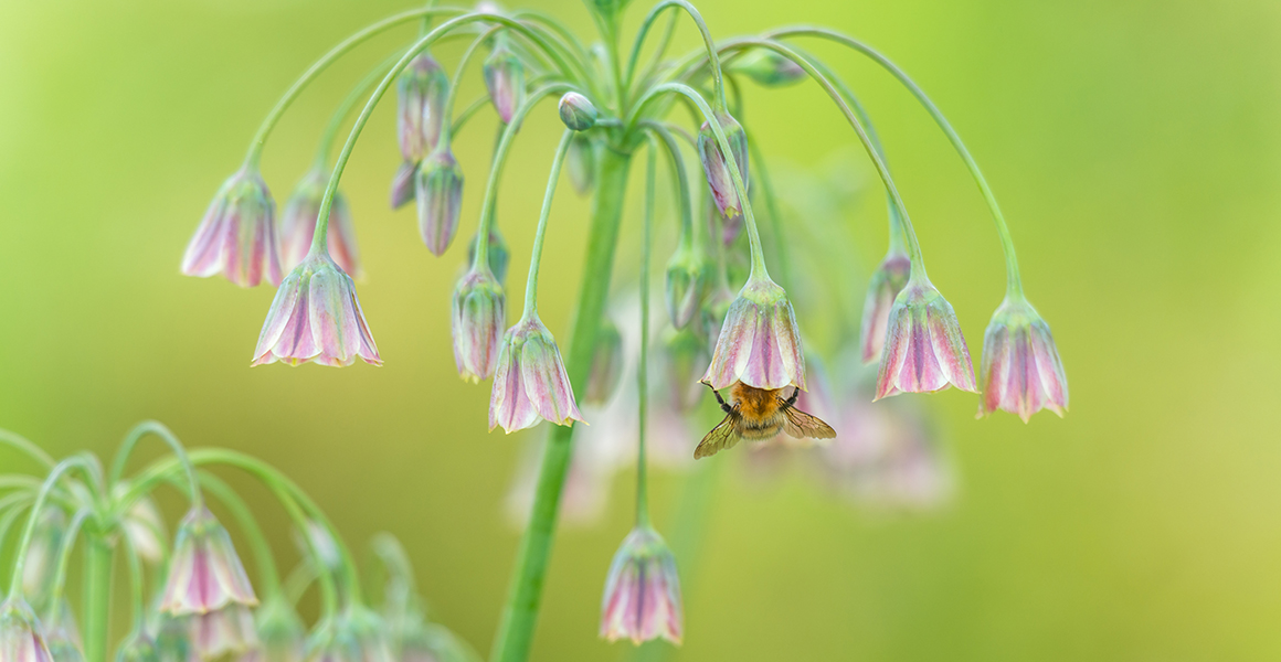 A bumblebee sticks its head into a pink alium flower