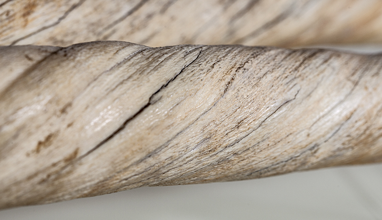 Close up of a narwhal tusk, the material it's made of twists in an anti-clockwise direction