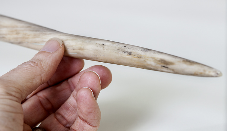 Close-up of a hand holding the tip of a narwhal tusk