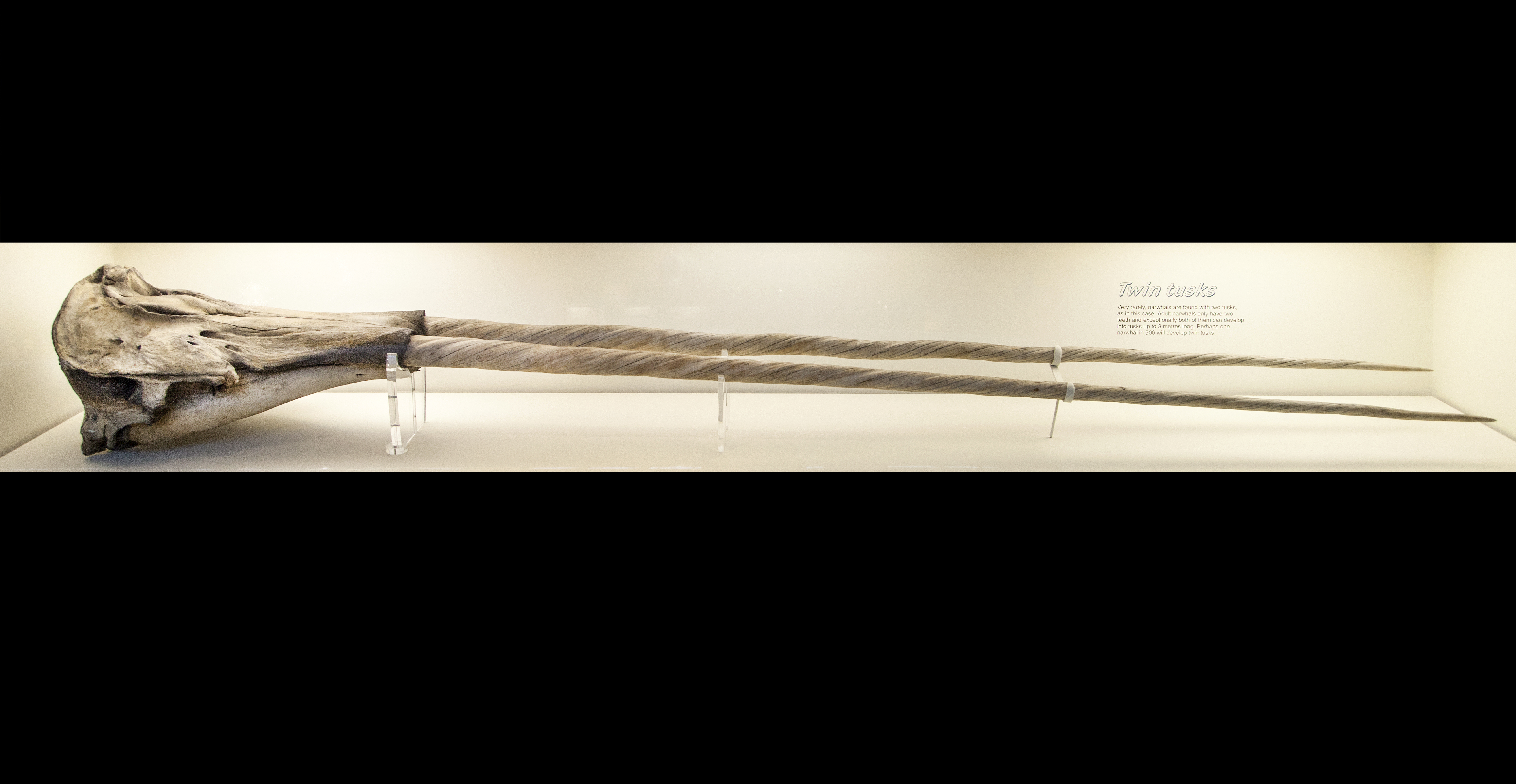 Narwhal skull with two extremely long tusks, which are about three times as long as the skull