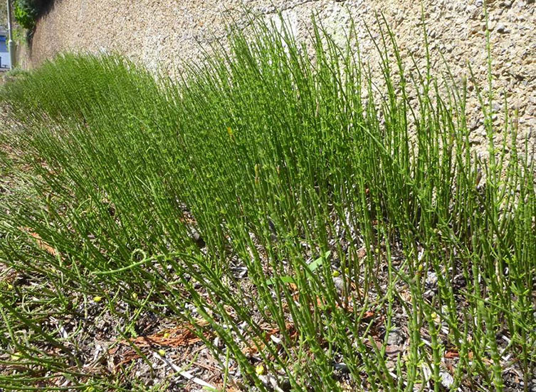 A patch of green horsetail stems sprouting from the ground beside a wall. 