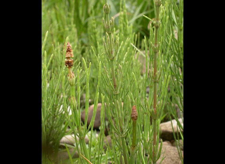 A collection of plant stems that fade from brown to green. Upwards curving branches sprout off all around the stems at regular intervals.