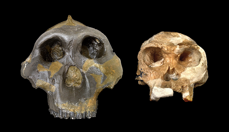 Two front-facing skulls - the one on the left is much bigger and more robust