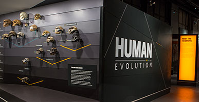 Entrance to the Museum's Human Evolution gallery, featuring a wall of hominin skulls