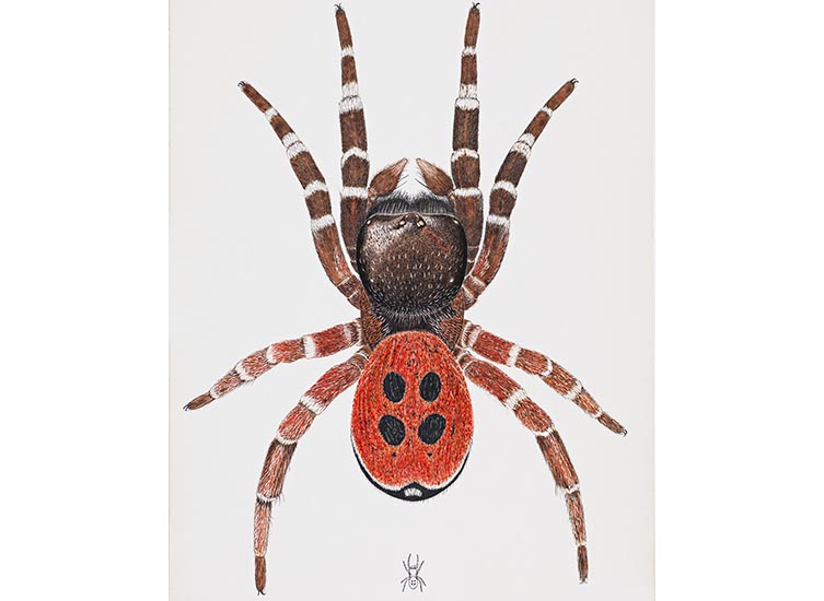 Illustration of a ladybird spider by Michael Roberts