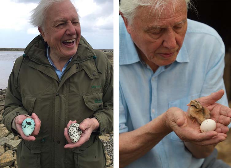 Sir David Attenborough holds two guillemot eggs (left) and a newly hatched jungle fowl chick (right)