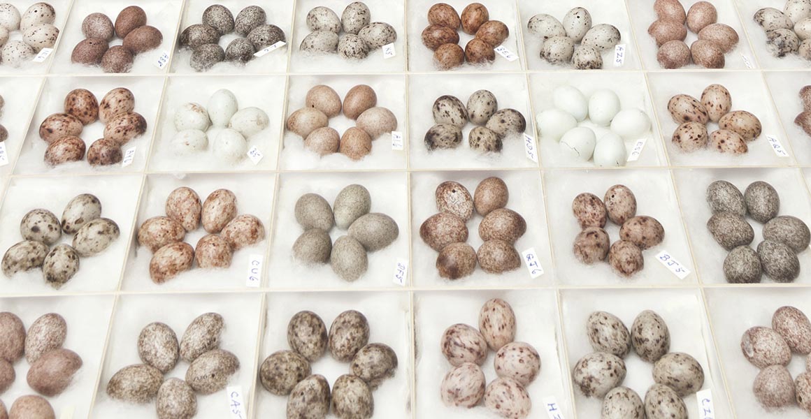A tray of tree pipit (Anthus trivialis) eggs