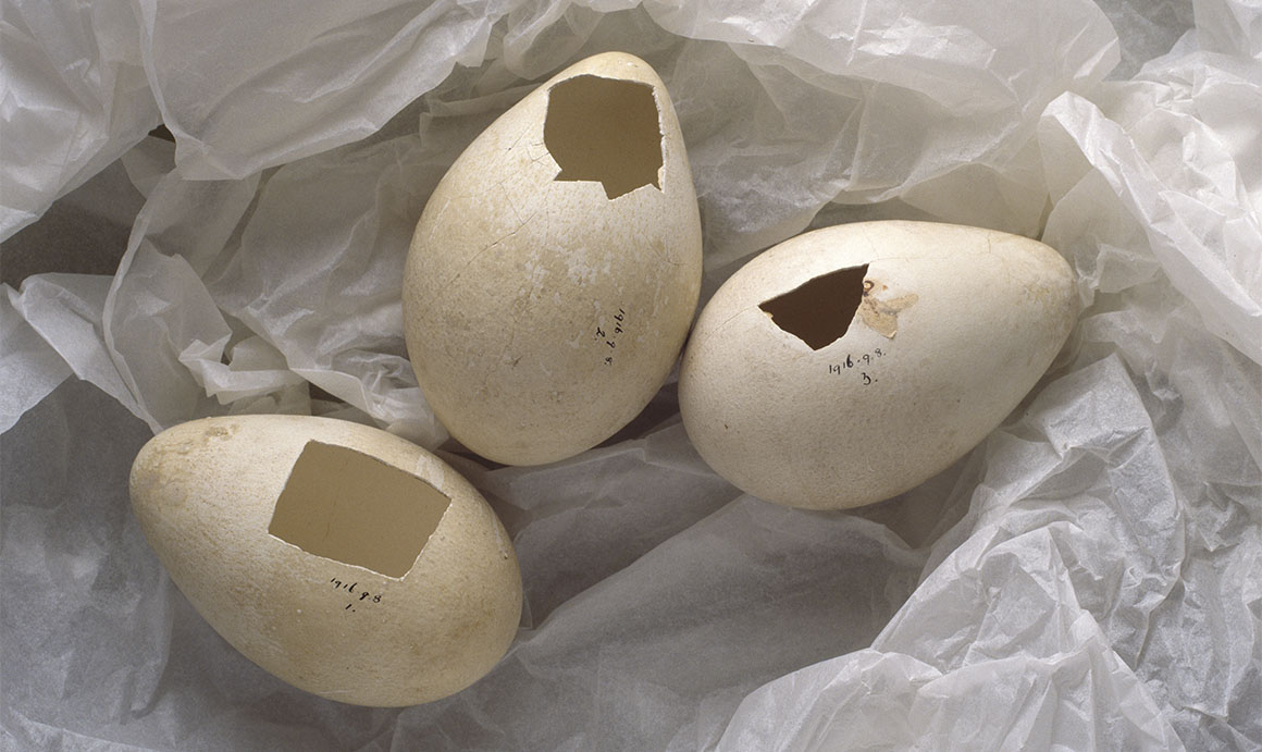 Three emperor penguin eggs brought back from the 1911 Terra Nova expedition to the Antarctic