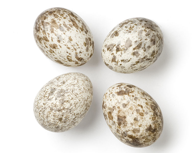 Sind sparrow egg specimens from the collection
