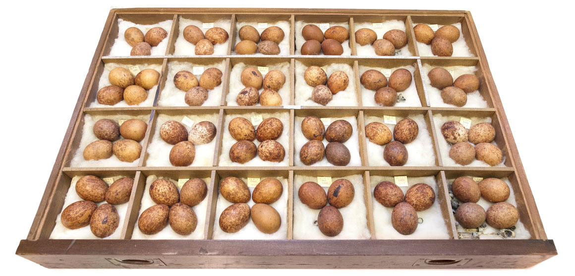 A tray of peregrine falcon (Falco peregrinus) eggs